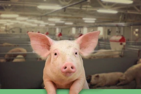 Кнырович: «Если бы сделали анализ, Головченко не доверили бы управлять даже какой-нибудь свинофермой, не говоря уже про Нацбанк»